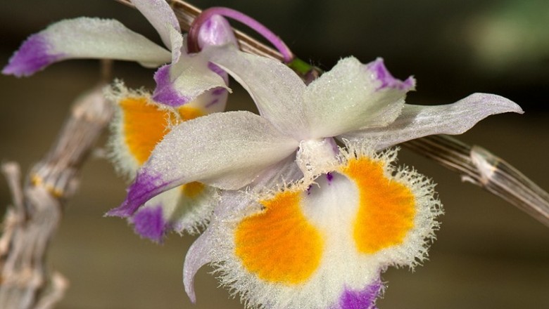 Cây Phương dung. Dendrobium devonianum Paxt. - Cây Thuốc Nam Quanh Ta